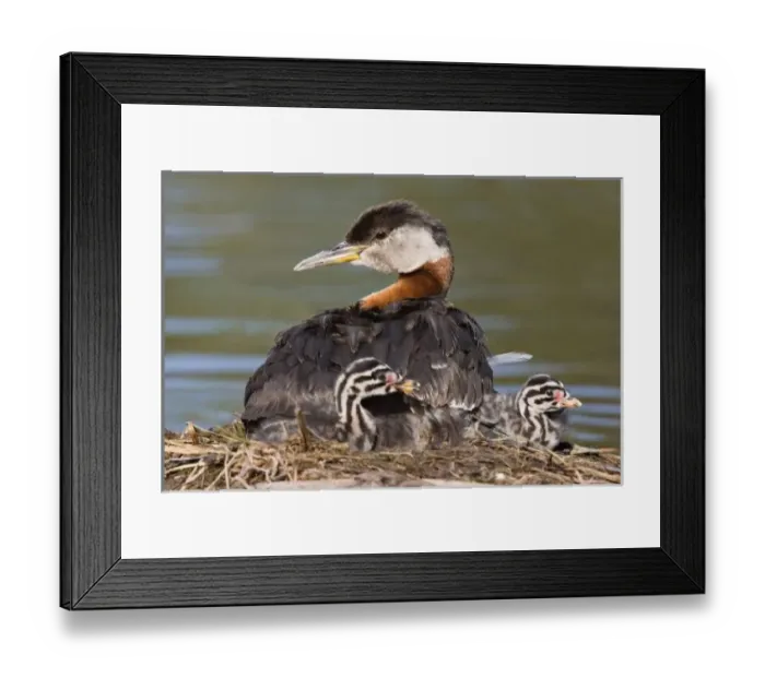 Framed Print : North America, Canada, British Columbia, Logan Lake. Red-necked Grebe (Podiceps grisegena) Framed Print : North America, Canada, British Columbia, Logan Lake. Red-necked Grebe (Podiceps grisegena)