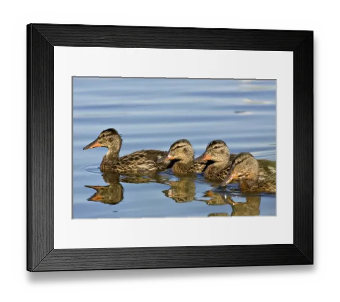 Framed Print : North America, Canada, British Columbia, Logan Lake. Four Mallards (Anas platyrhynchos)