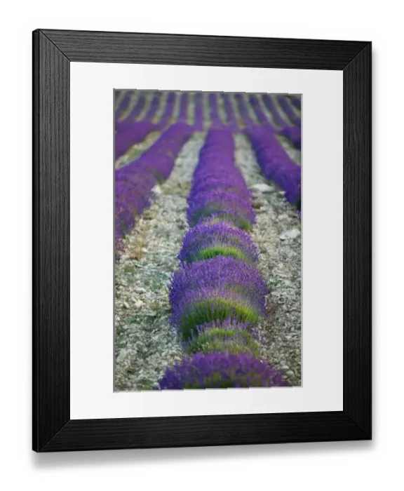 Framed Print : Lavender field, Provence, France Framed Print : Lavender field, Provence, France