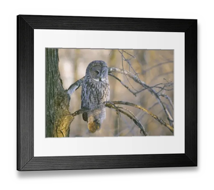 Framed Print : Canada, Quebec
