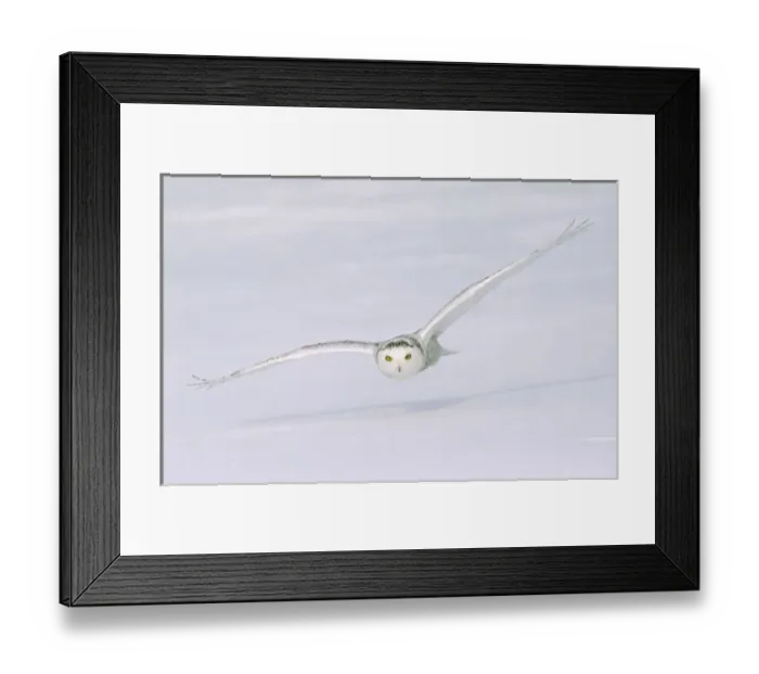 Framed Print : Canada, Quebec. Snowy owl flies low over snow Framed Print : Canada, Quebec. Snowy owl flies low over snow
