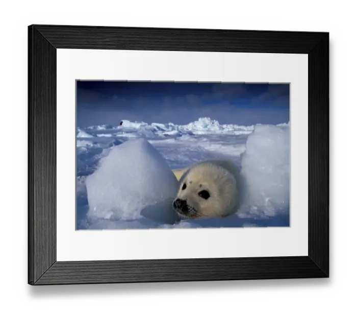 Framed Print : North America, Canada, Quebec, Iles de la Madeleine, Harp seal (Phoca groenlandica)