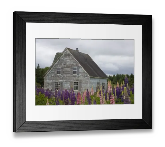 Framed Print : North America, Canada, Prince Edward Island, Cavendish, Farmhouse, Lupins Framed Print : North America, Canada, Prince Edward Island, Cavendish, Farmhouse, Lupins