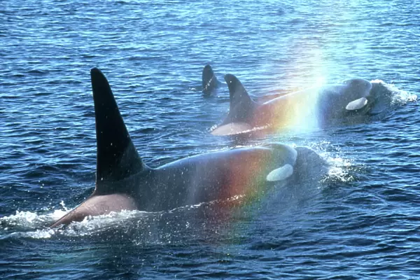Canada, British Columbia, Johnstone Straight, Orcas (Orcinus orca)