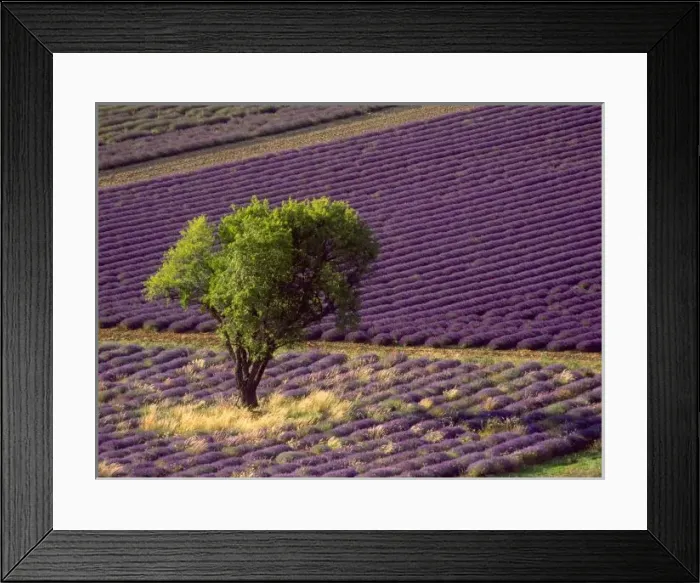 Framed Print : Lavender field
