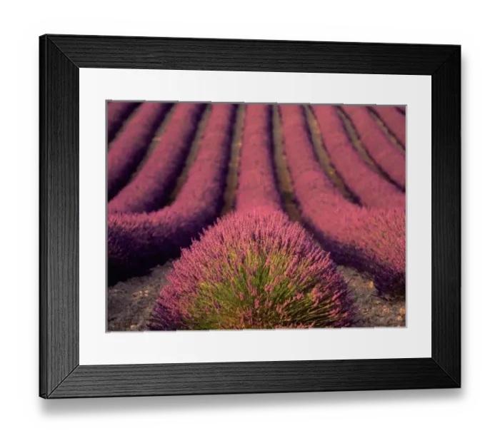 Framed Print : Lavender field in High Provence, France Framed Print : Lavender field in High Provence, France