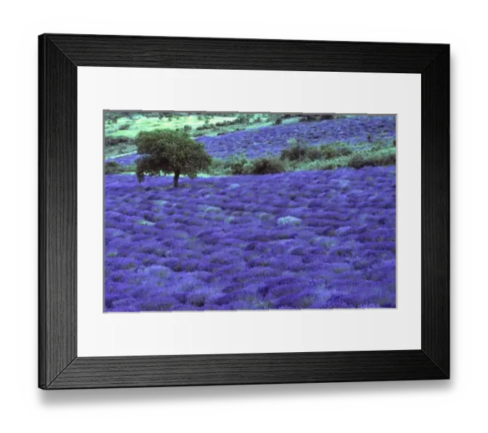 Framed Print : Lavender field, almond tree, High Provance, France Framed Print : Lavender field, almond tree, High Provance, France