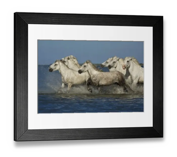Framed Print : France, Camargue. Horses run through the estuary waters Framed Print : France, Camargue. Horses run through the estuary waters
