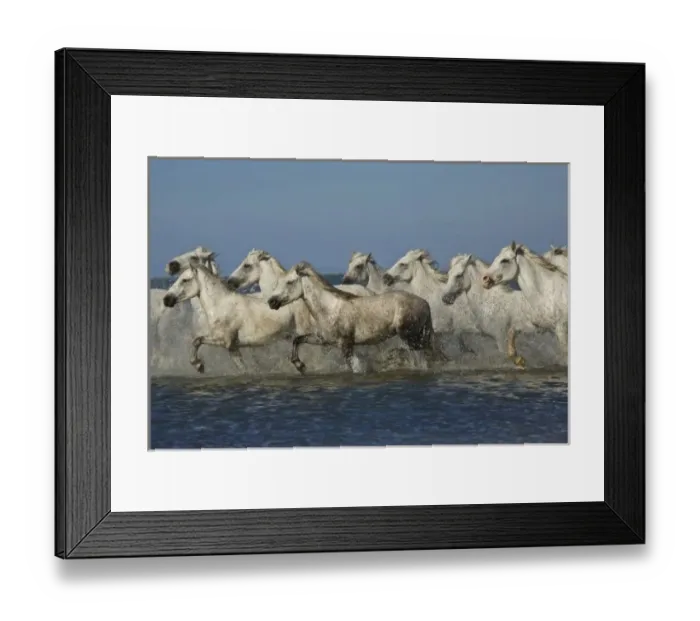 Framed Print : France, Camargue. Horses run through the estuary waters Framed Print : France, Camargue. Horses run through the estuary waters