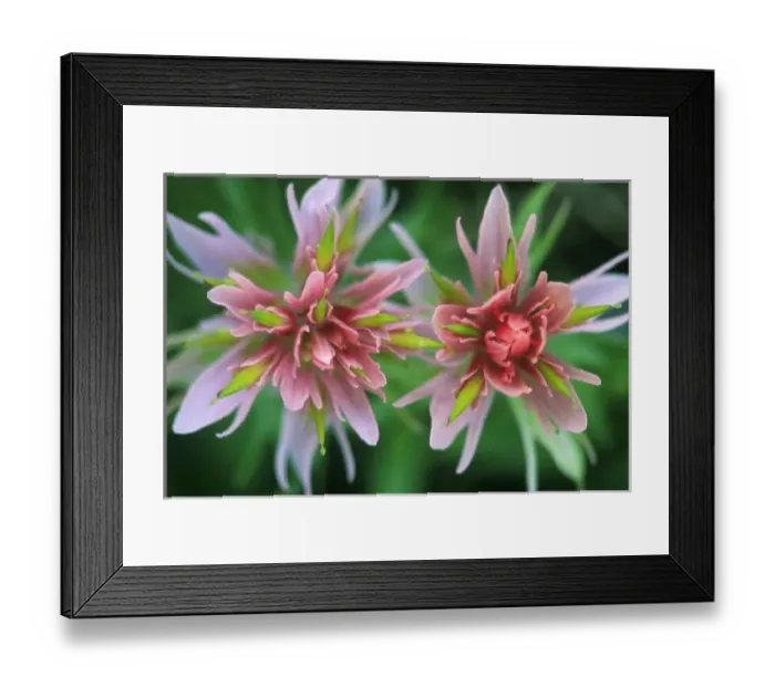 Framed Print : Indian Paintbrush, Banff NP, Alberta, Canada
