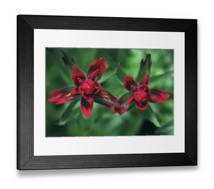 Framed Print : Indian Paintbrush, Banff NP, Alberta, Canada Framed Print : Indian Paintbrush, Banff NP, Alberta, Canada