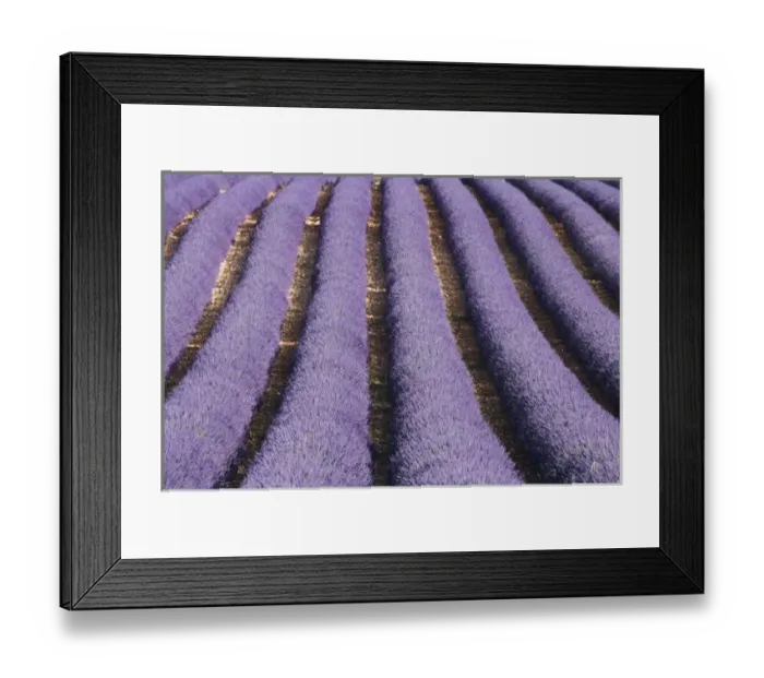 Framed Print : France, Provence. Rows of lavender in bloom Framed Print : France, Provence. Rows of lavender in bloom