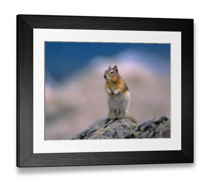 Framed Print : Canada, Alberta, Banff NP. A Golden-mantle Ground Squirrel pauses in Banff NP, a Framed Print : Canada, Alberta, Banff NP. A Golden-mantle Ground Squirrel pauses in Banff NP, a