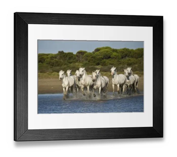 Framed Print : France, Camargue. Horses run through the estuary waters Framed Print : France, Camargue. Horses run through the estuary waters