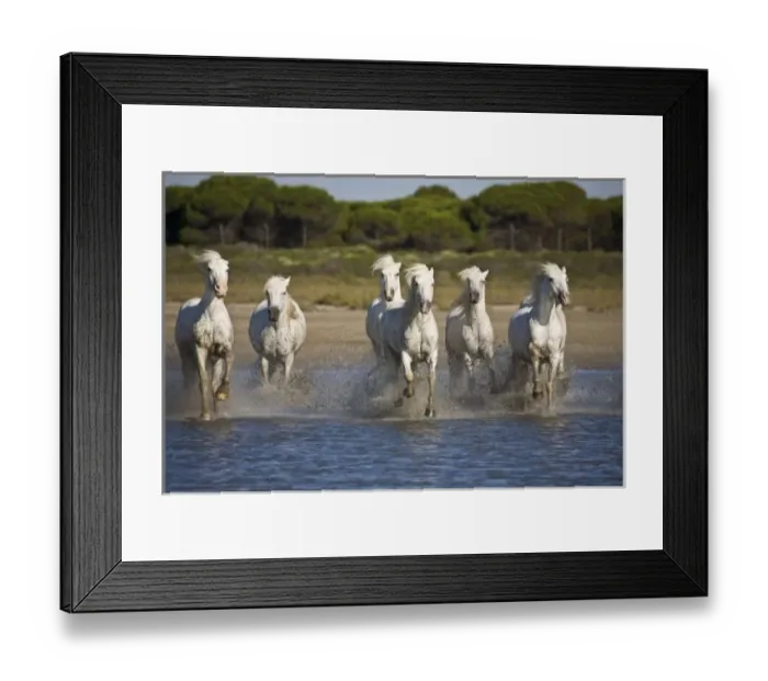 Framed Print : France, Camargue. Horses run through the estuary waters Framed Print : France, Camargue. Horses run through the estuary waters