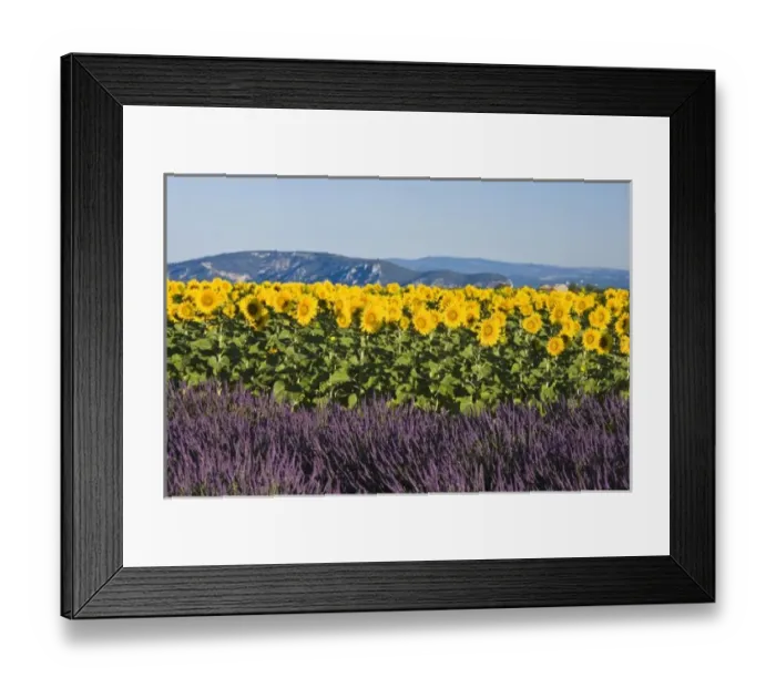 Framed Print : Field of sunflowers and lavender flowers, Valensole, Provence, France Framed Print : Field of sunflowers and lavender flowers, Valensole, Provence, France