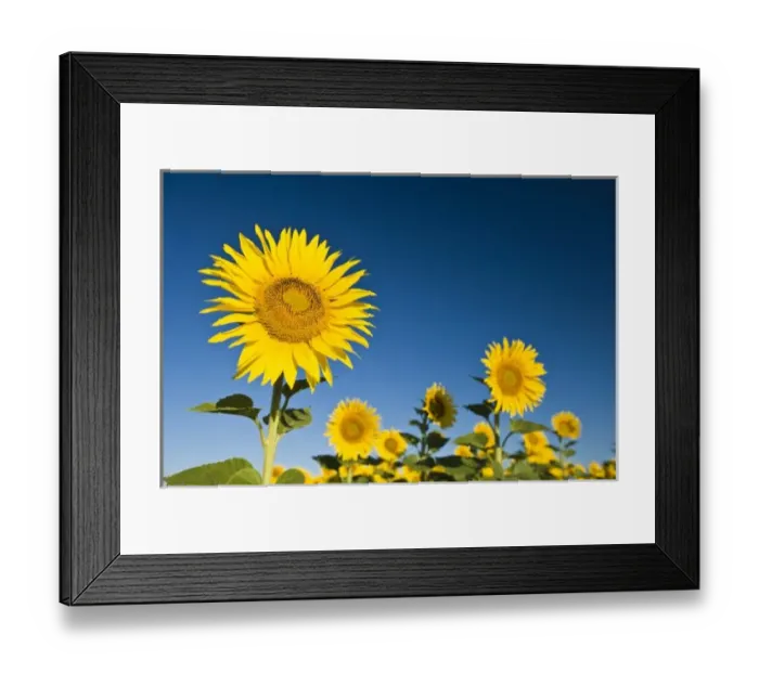 Framed Print : France, Provence, Valensole. Sunflowers stand tall against a blue sky Framed Print : France, Provence, Valensole. Sunflowers stand tall against a blue sky