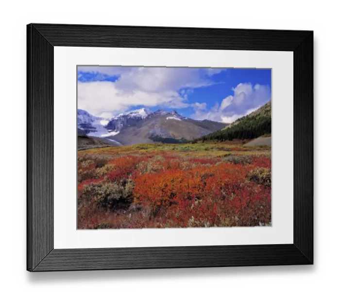 Framed Print : Canada, Alberta, Banff NP. Huckleberries bloom deep crimson near the Columbia Icefields