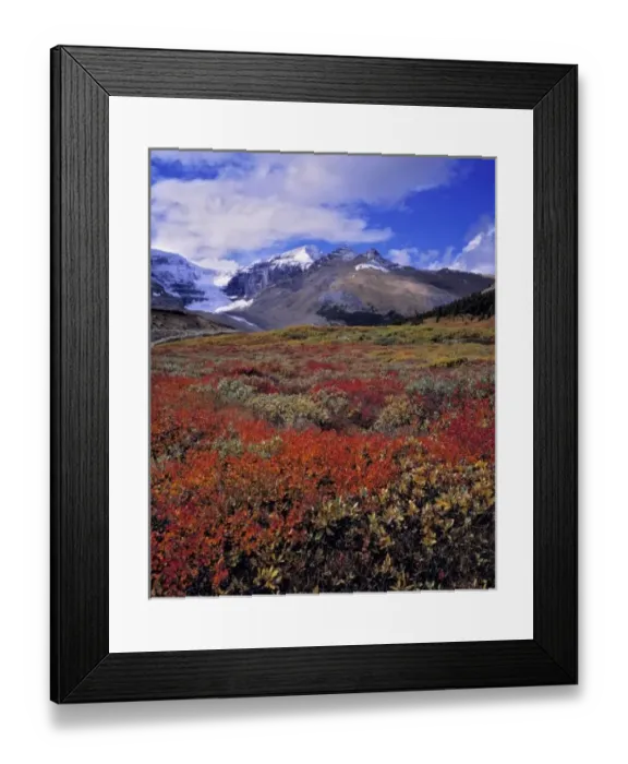 Framed Print : Canada, Alberta, Banff NP. Huckleberries provide food for hungry bears near the Columbia Icefields Framed Print : Canada, Alberta, Banff NP. Huckleberries provide food for hungry bears near the Columbia Icefields