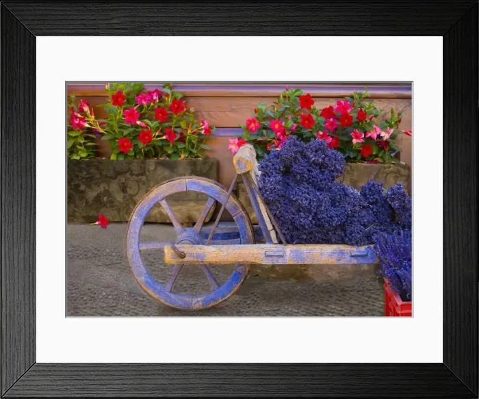 Framed Print : France, Provence, Sault. Old wooden cart with fresh-cut lavender. Credit as: Jim Framed Print : France, Provence, Sault. Old wooden cart with fresh-cut lavender. Credit as: Jim