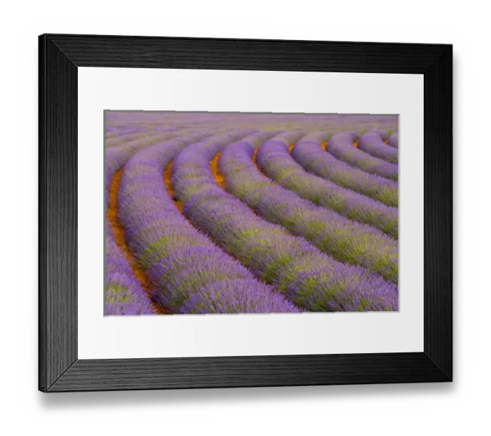 Framed Print : France, Provence region. Curved rows of lavender near the village of Sault. Credit as Framed Print : France, Provence region. Curved rows of lavender near the village of Sault. Credit as