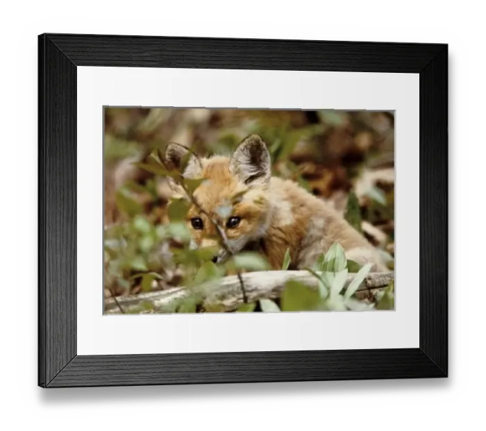 Framed Print : Canada, Ontario Framed Print : Canada, Ontario