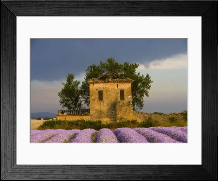 Framed Print : France, Provence. Field of lavender and abandoned structure near the village of Sault