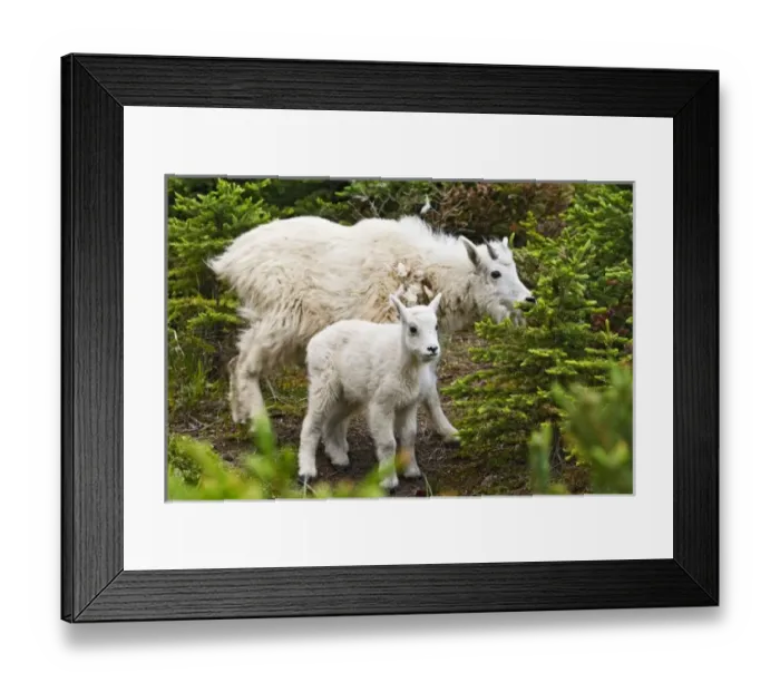 Framed Print : Canada, Alberta