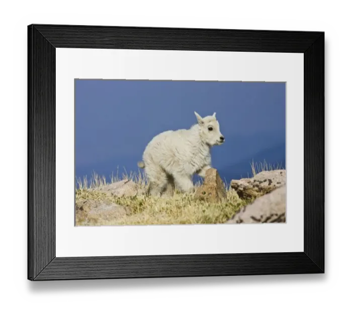 Framed Print : Mountain Goat (Oreamnos americanus) kid or baby frolicing on grass and rock at almost 14