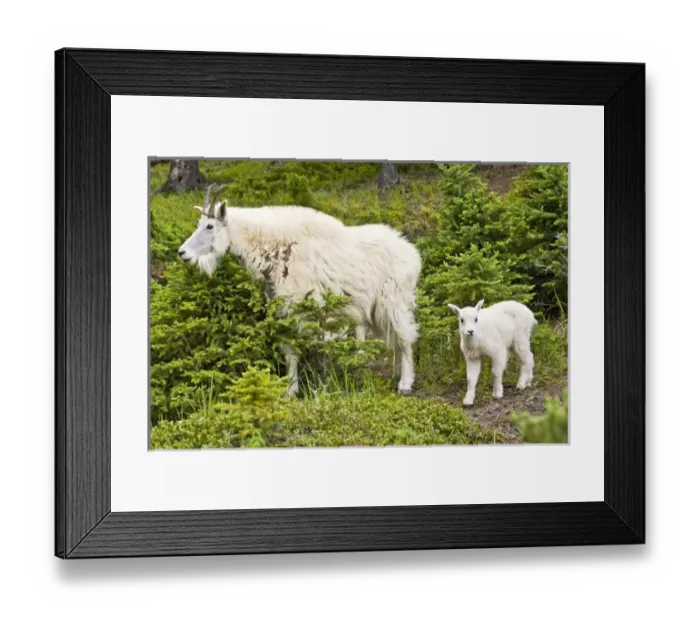 Framed Print : Canada, Alberta