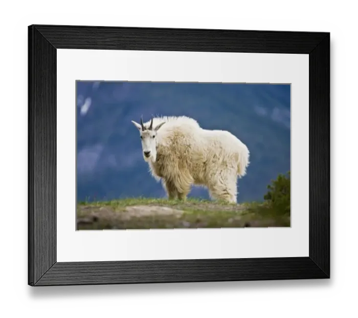 Framed Print : Canada, Alberta, Jasper National Park, Mountain Goat (Oreamnos americanos) female, June Framed Print : Canada, Alberta, Jasper National Park, Mountain Goat (Oreamnos americanos) female, June