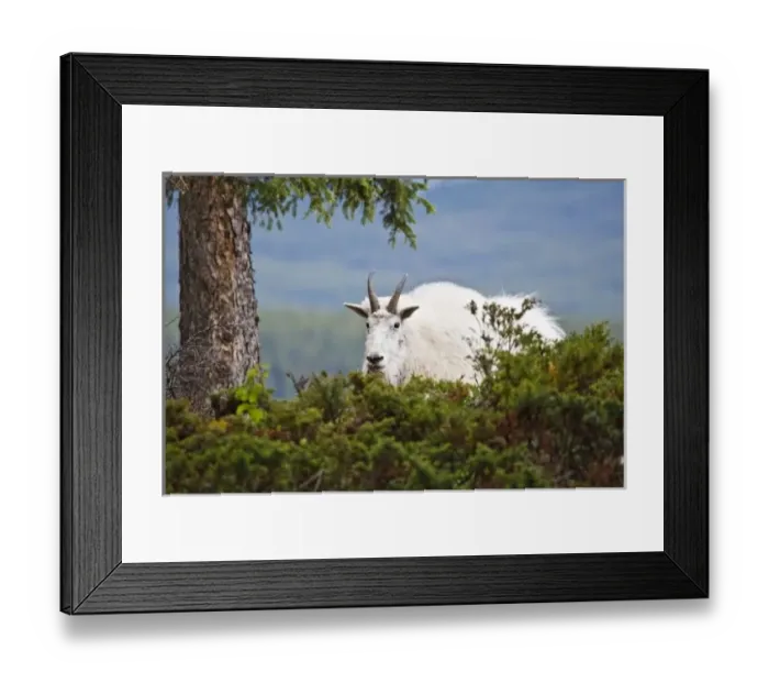 Framed Print : Canada, Alberta, Jasper National Park, Mountain Goat (Oreamnos americanos) female, June Framed Print : Canada, Alberta, Jasper National Park, Mountain Goat (Oreamnos americanos) female, June