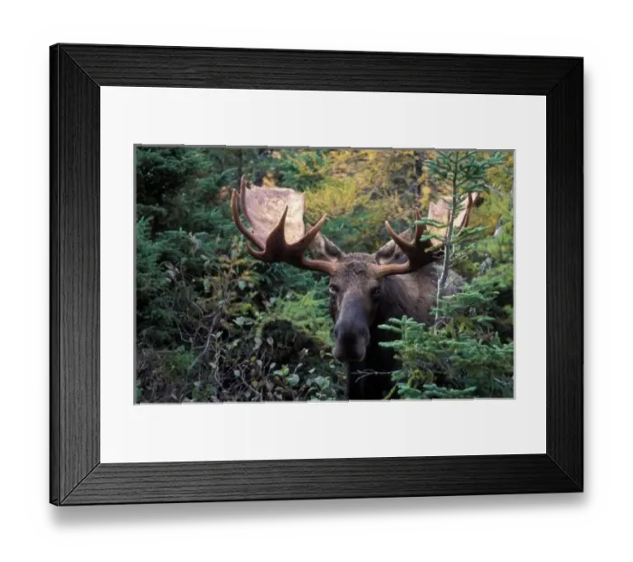 Framed Print : North America