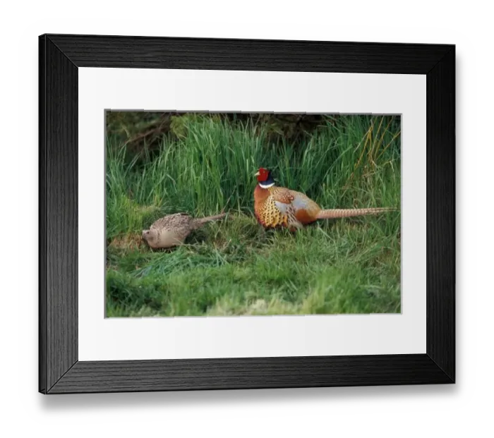 Framed Print : North America, Canada, Nova Scotia, Eastern Passage, ring-necked Pheasants