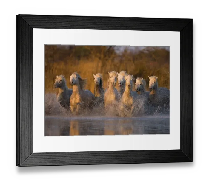 Framed Print : France, Provence. White Camargue horses running through water. Credit as: Jim Zuckerman Framed Print : France, Provence. White Camargue horses running through water. Credit as: Jim Zuckerman