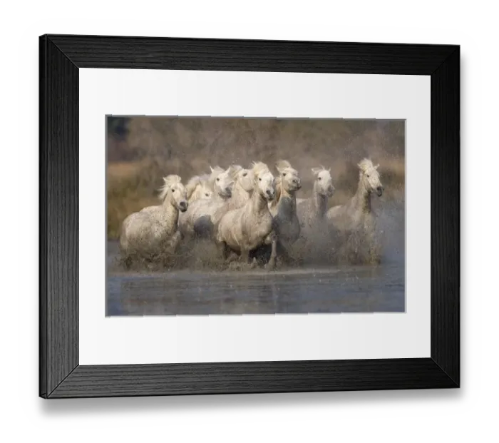 Framed Print : France, Provence. White Camargue horses running through muddy water. Credit as: Jim