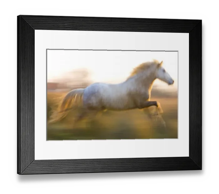 Framed Print : France, Provence. White Camargue horse running. Credit as: Jim Zuckerman  /  Jaynes