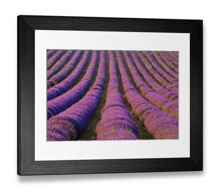 Framed Print : France, Provence Region. Orderly rows of lavender. Credit as: Jim Zuckerman / Jaynes Framed Print : France, Provence Region. Orderly rows of lavender. Credit as: Jim Zuckerman / Jaynes