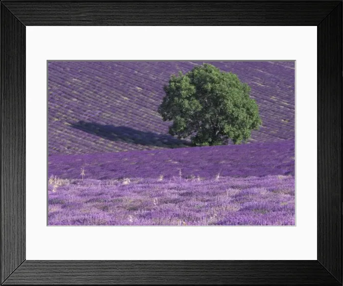 Framed Print : Europe, France, Provence, Sault, Lavender fields Framed Print : Europe, France, Provence, Sault, Lavender fields