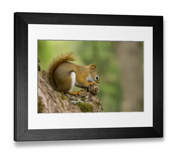 Framed Print : Canada, Nova Scotia Framed Print : Canada, Nova Scotia