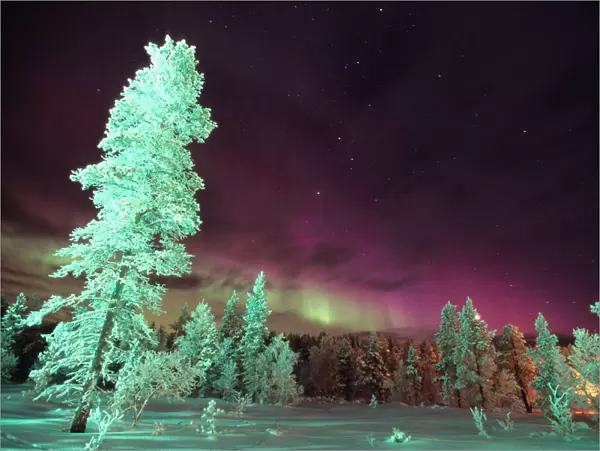 Scandinavia, Finland, Lapland, Kakslauttanen, The Aurora borealis