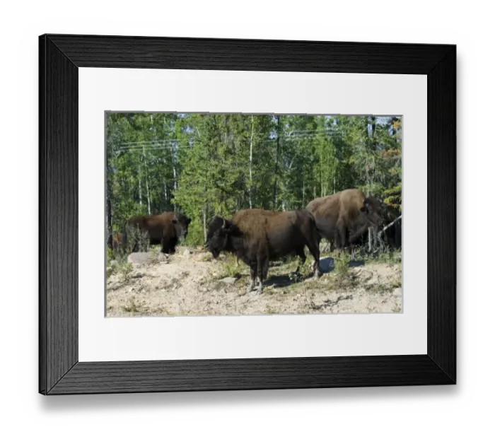 Framed Print : Canada, Northwest Territory
