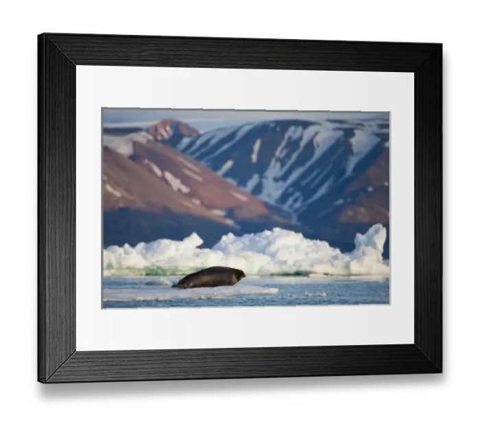 Framed Print : Norway, Svalbard, Spitsbergen Island, Bearded Seal (Erignathus barbatus) resting Framed Print : Norway, Svalbard, Spitsbergen Island, Bearded Seal (Erignathus barbatus) resting