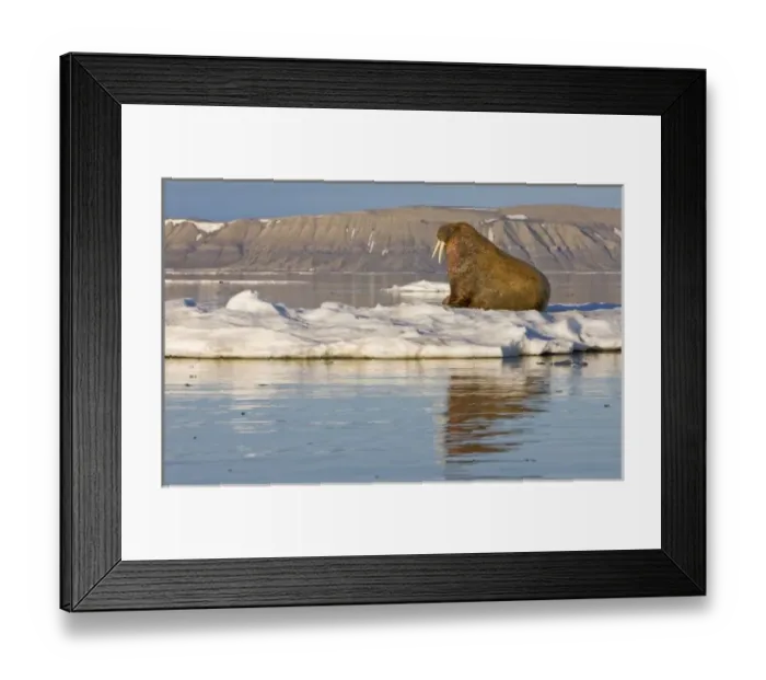 Framed Print : Norway, Svalbard, Edgeoya Island, Walrus (Odobenus rosmarus) on sea ice near Kapp Framed Print : Norway, Svalbard, Edgeoya Island, Walrus (Odobenus rosmarus) on sea ice near Kapp