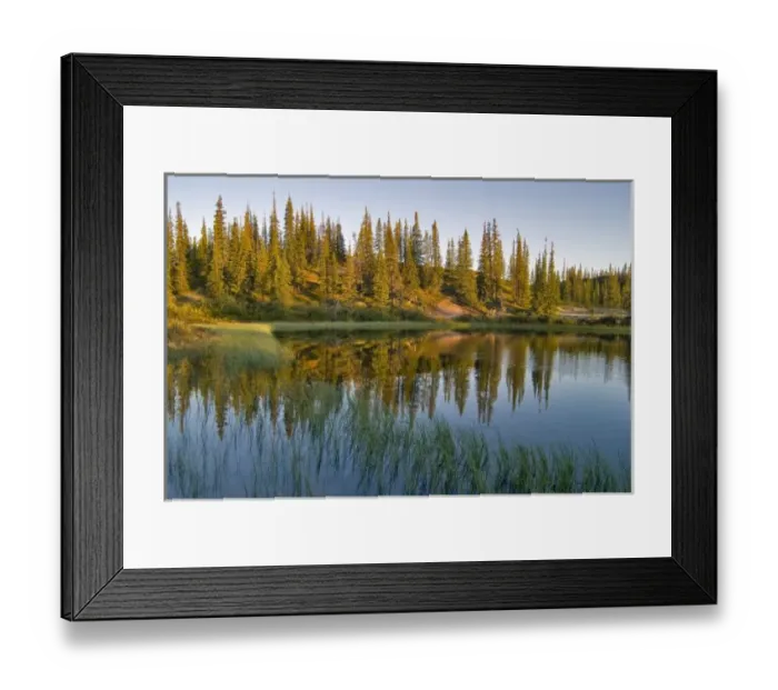 Framed Print : The sunrise illuminates trees on an unnamed lakeshore, Northwest Territories, Canada