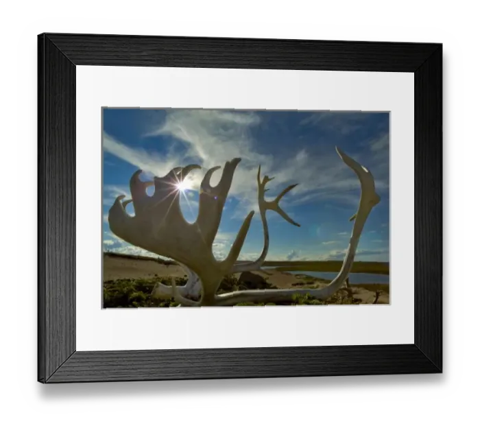 Framed Print : Caribou antlers on the sandy ground in the Northwest Territories, Canada Framed Print : Caribou antlers on the sandy ground in the Northwest Territories, Canada