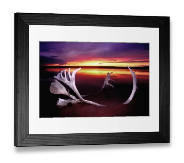 Framed Print : Canada, Northwest Territories, Whitefish Lake. Sunset on bleached caribou antlers Framed Print : Canada, Northwest Territories, Whitefish Lake. Sunset on bleached caribou antlers