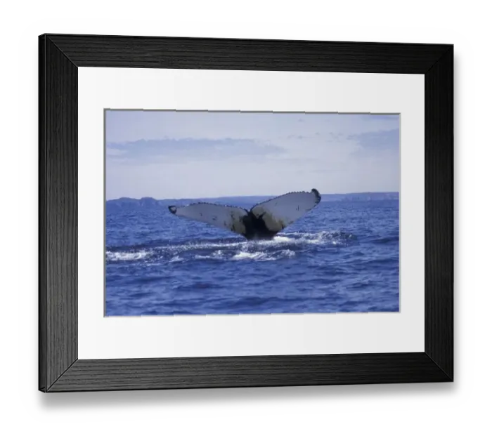Framed Print : NA, Canada, Newfoundland, Trinity Bay. Humpback whale tail Framed Print : NA, Canada, Newfoundland, Trinity Bay. Humpback whale tail