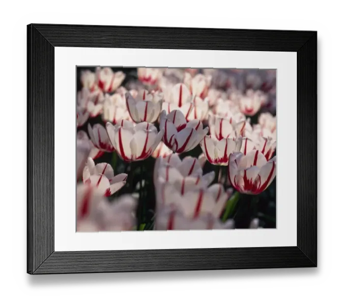 Framed Print : Tulips