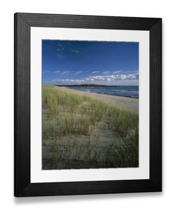 Framed Print : J. T. Chessman Provincial Park, Dune grass growing on the sandy beach, Newfoundland Framed Print : J. T. Chessman Provincial Park, Dune grass growing on the sandy beach, Newfoundland